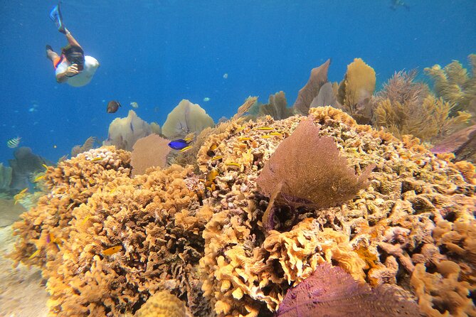 El Cielo and Snorkeling for Cruise Ship Passengers - Palancar and Colombia, two reef stops with different rewards