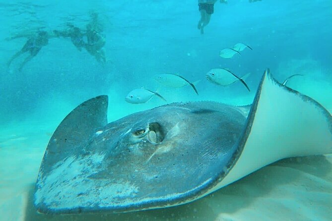 El Cielo Cozumel Snorkel Private Boat + Food + Drinks + Beach - El Cielo Starfish And Sea Turtles