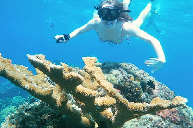 El Cielo Cozumel Snorkel Private Boat + Food + Drinks + Beach - Palancar Reef And Colombia Reef