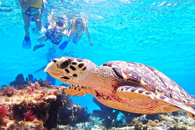El Cielo Cozumel Snorkeling Tour - All-Inclusive - What to bring for comfort and safety