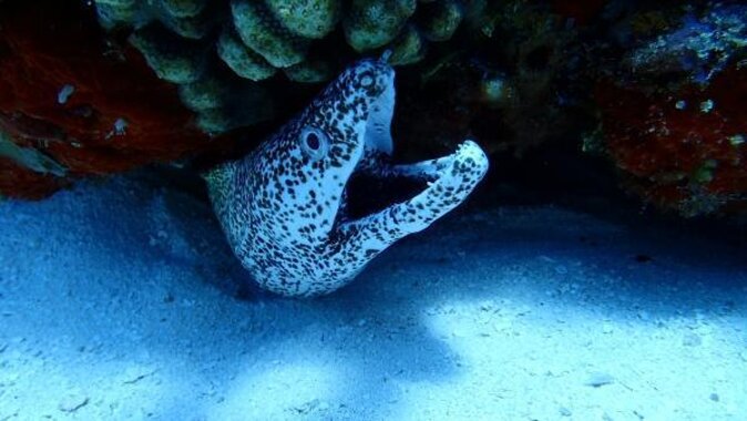 El Cielo Cozumel Snorkeling trip by Catamaran - Key details before you book