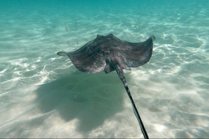 El Cielo Palancar and Columbia Snorkeling Tour - Columbia Reef offers a second look at marine life