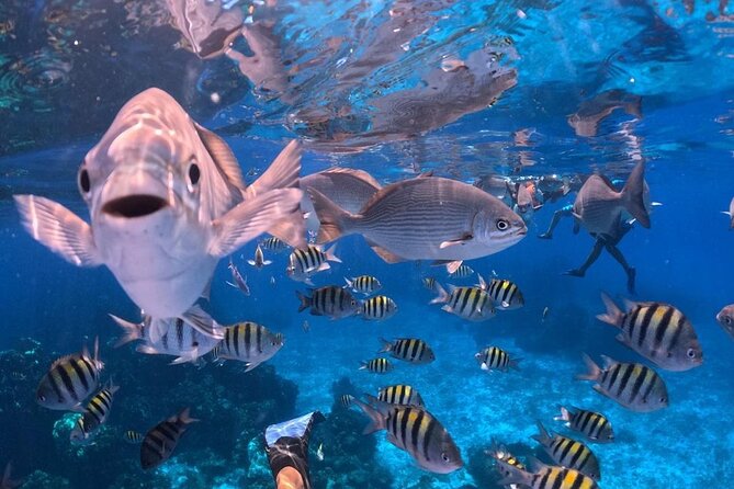 El Cielo Snorkeling Adventure in Cozumel - Final verdict: a good-value outing with loose timing