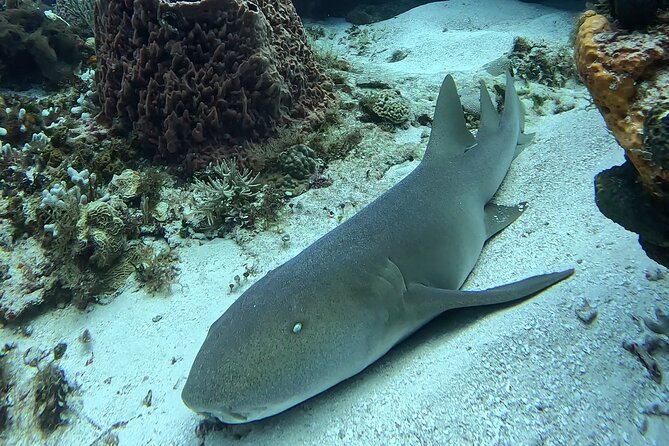 Enjoy two dives without previous experience with a boat trip - Three simple skills in shallow water
