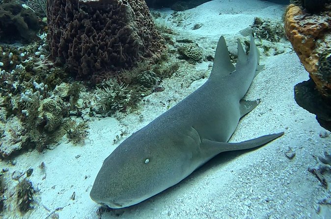 Enjoy two dives without previous experience with a boat trip - The first reef session in Cozumel National Park