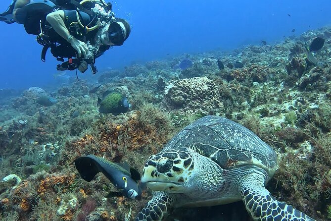 Enjoy two dives without previous experience with a boat trip - Lunch and a proper break between sessions