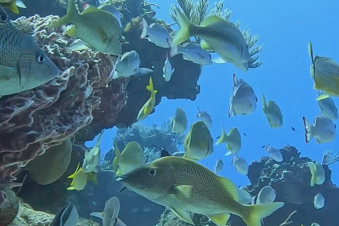 Enjoy two dives without previous experience with a boat trip - The second reef session gives you time to settle in
