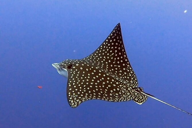 Enjoy two dives without previous experience with a boat trip - How the $227.43 price measures up
