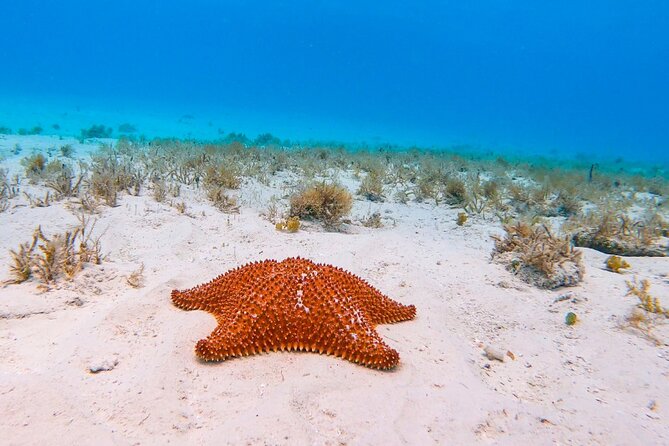 Exclusive Private Boat to El Cielo - Cozumel National Marine Park and the final water session