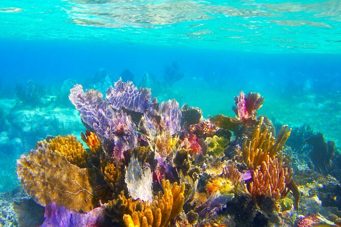 Exclusive Private Boat to El Cielo - Palancar Reef, a strong opening in clear water