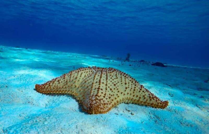From Cozumel: 3 Reefs Boat Tour with Drinks and Snorkeling - Key points to know before you book