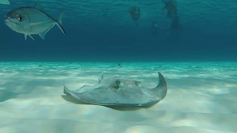 From Cozumel: 3 Reefs Boat Tour with Drinks and Snorkeling - The boat ride and first reef stop