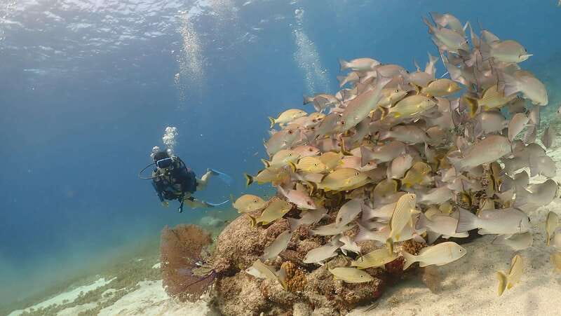 From Cozumel: Chankanaab Cozumel Scuba Diving - Why the location suits a cruise day