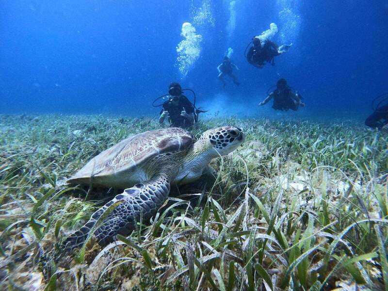 From Cozumel: Chankanaab Cozumel Scuba Diving - Getting from the park lobby to the water