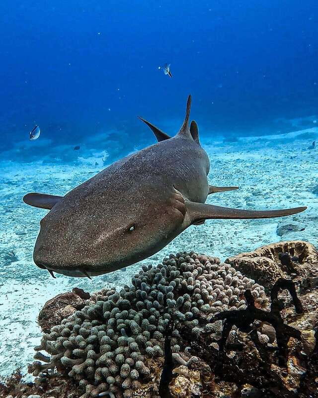 From Cozumel: Double Tank Scuba Diving for Certified Divers - The 45-minute break on the boat