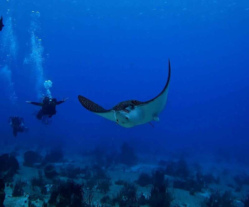 From Cozumel: Double Tank Scuba Diving for Certified Divers - Second 45-minute underwater session