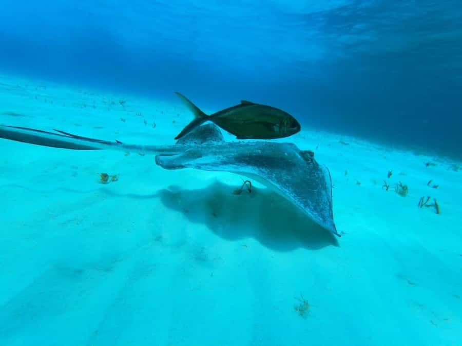 From Cozumel: El Cielo Beach by Catamaran Snorkeling Tour - Practical timing for cruise-port visitors