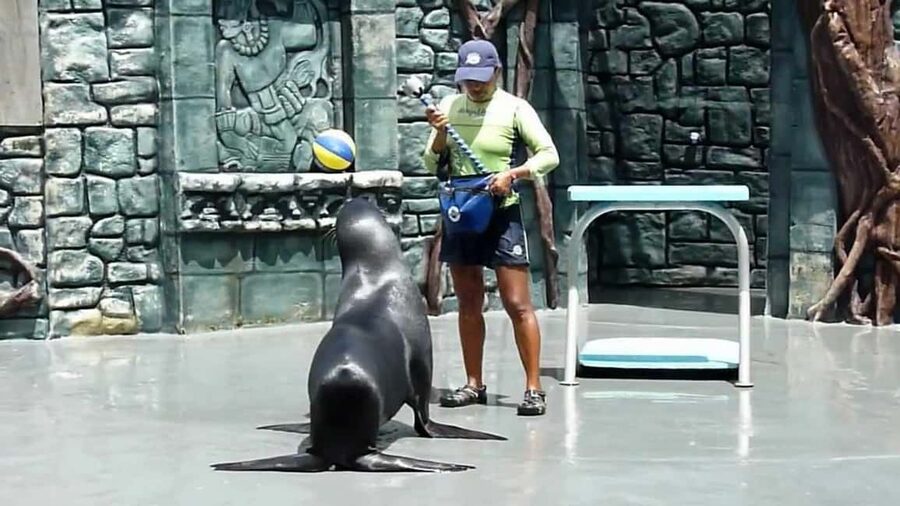 From Cozumel: Official Chankanaab Park Day Pass and Snorkel - Snorkeling among reef life and underwater sculptures