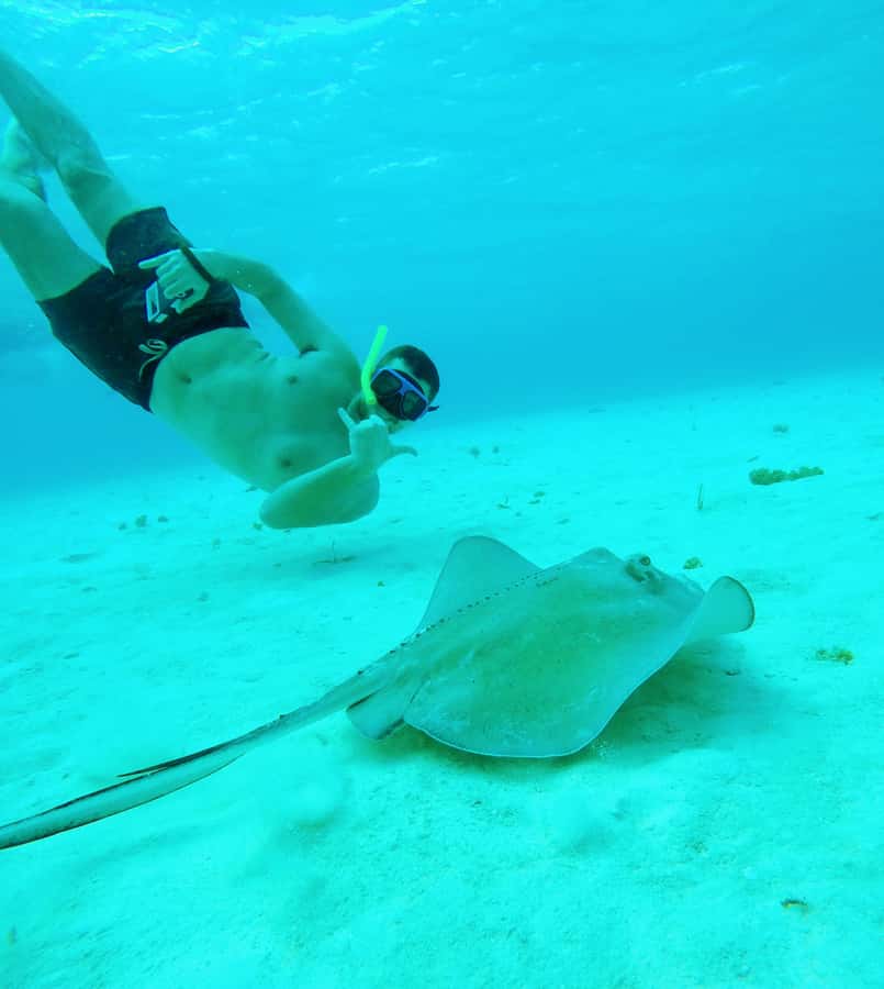 From Cozumel: Starfish, Stingrays and the Turtle Sanctuary - What this Cozumel snorkeling trip is really like