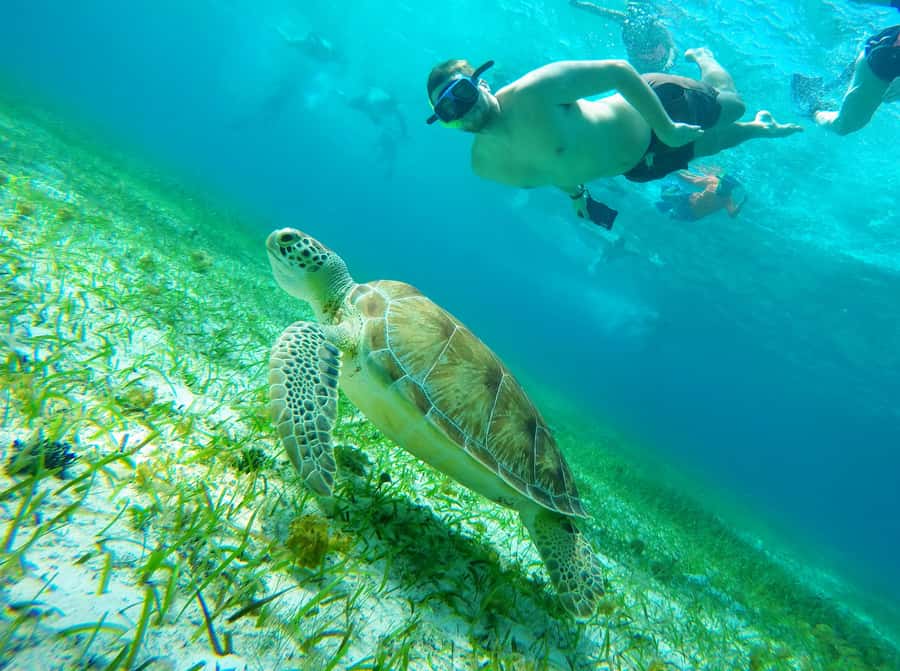 From Cozumel: Starfish, Stingrays and the Turtle Sanctuary - The boat ride and the first water stop