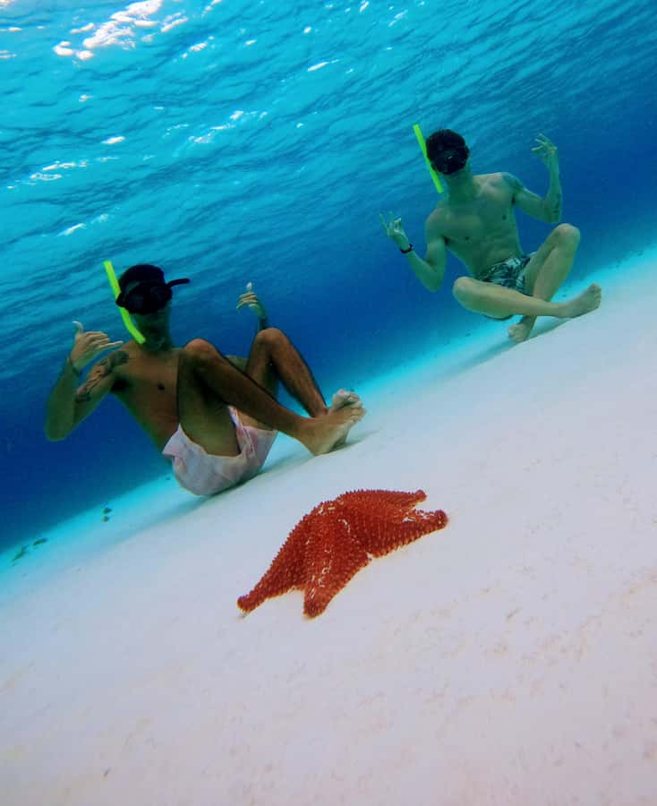 From Cozumel: Starfish, Stingrays and the Turtle Sanctuary - Turtle Bay and the search for sea turtles