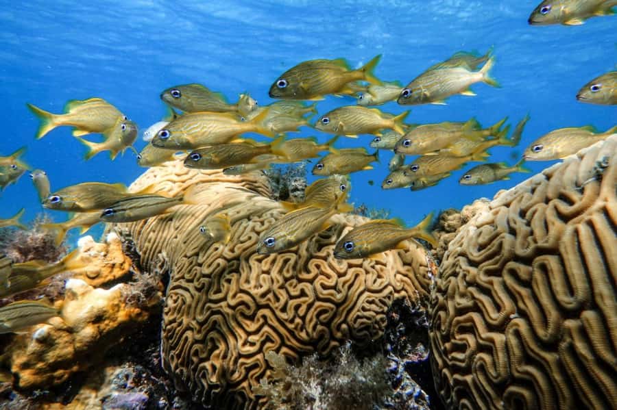 From Cozumel: Starfish, Stingrays and the Turtle Sanctuary - How much snorkeling time will you get?