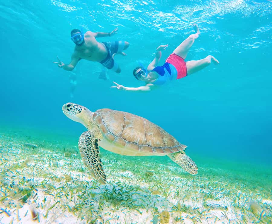 From Cozumel: Starfish, Stingrays and the Turtle Sanctuary - Guides, safety, and help for beginners