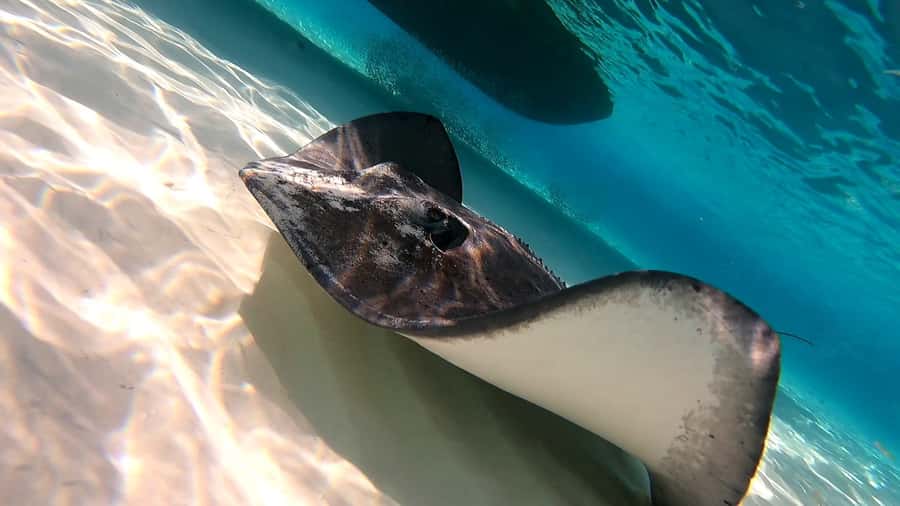 From Cozumel: Starfish, Stingrays and the Turtle Sanctuary - Sun, sunscreen, and what to pack