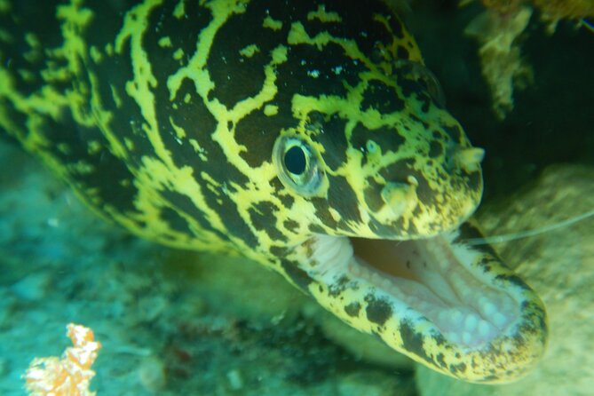Fun dives Cozumel south marine park - Why Cozumel’s South Marine Park is worth your morning