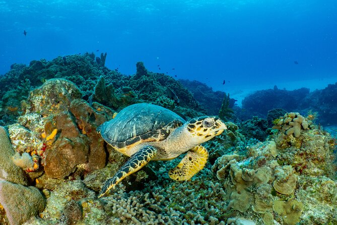 Fun dives Cozumel south marine park - Lunch on the boat, then a second look