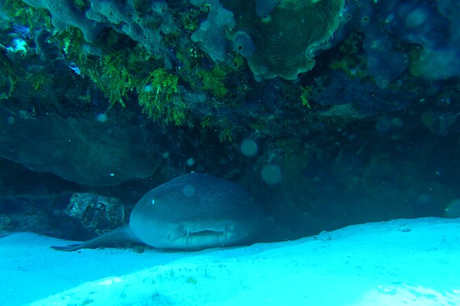 Fun dives Cozumel south marine park - What the $105 price really covers
