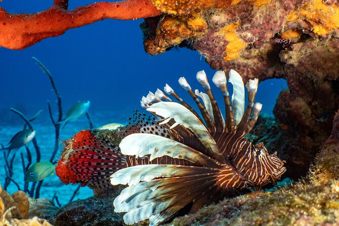 Fun dives Cozumel south marine park - The boat ride and the main tradeoff