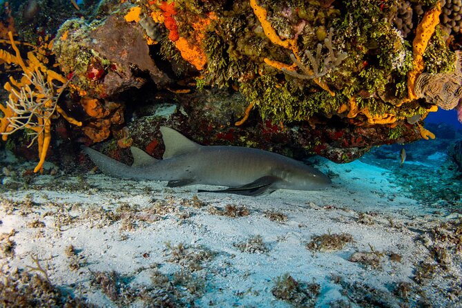 Fun dives Cozumel south marine park - The 8:30 AM start and what happens first