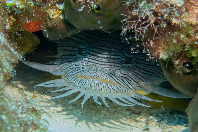 FunDiving in Cozumel - By Ferry - 2 Tanks in the wonderful Caribbean sea - Who should book this outing