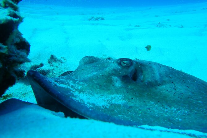 FunDiving in Cozumel - By Ferry - 2 Tanks in the wonderful Caribbean sea - Important timing after the trip