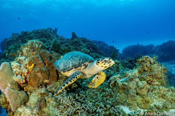 FunDiving in Cozumel - By Ferry - 2 Tanks in the wonderful Caribbean sea - Palancar Reef and the first underwater session