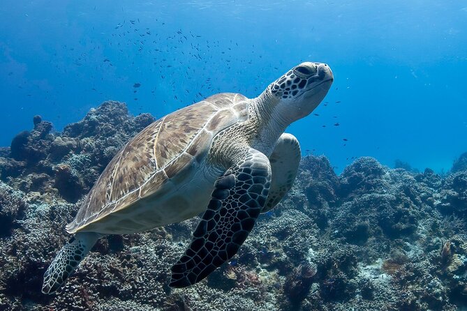 Introductory Diving Class in the Cozumel Reefs - The Shore Lesson: Equipment Before Open Water