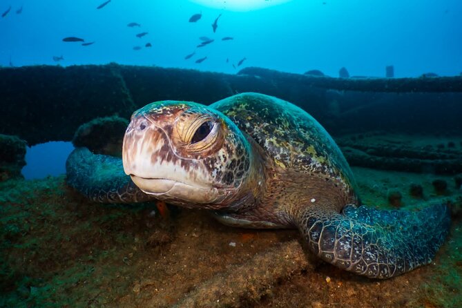 Introductory Diving Class in the Cozumel Reefs - Two Cozumel Reef Visits, About One Hour Each
