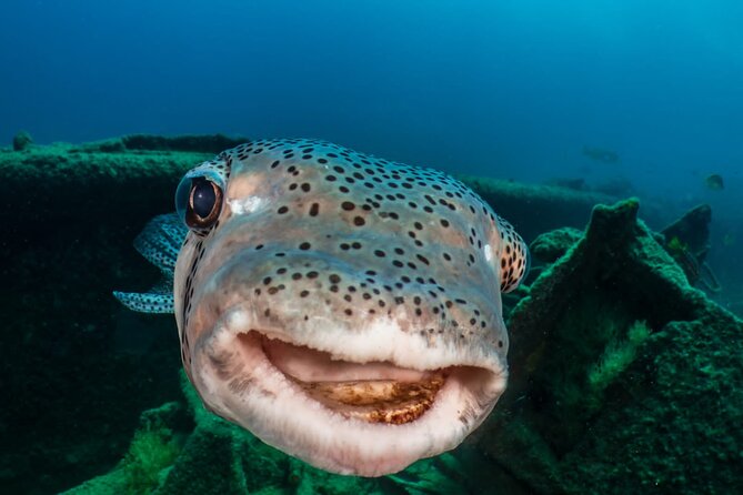 Introductory Diving Class in the Cozumel Reefs - What the $190.29 Price Really Buys