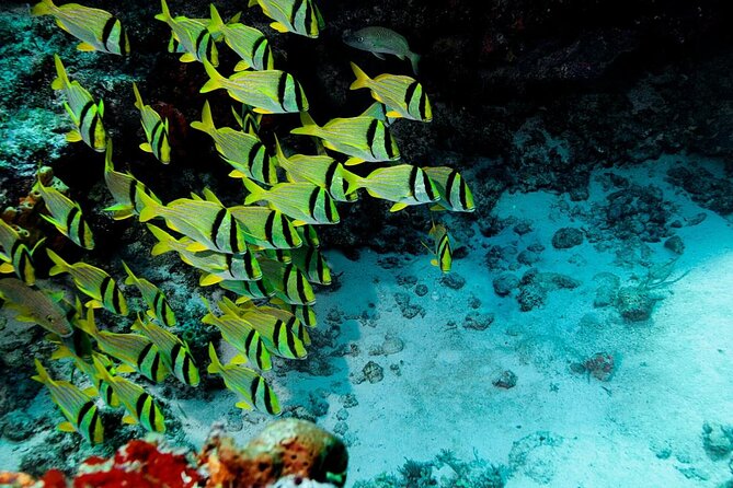 Mini-SUB Dive Tour from Cozumel - Mini-SUB tour highlights