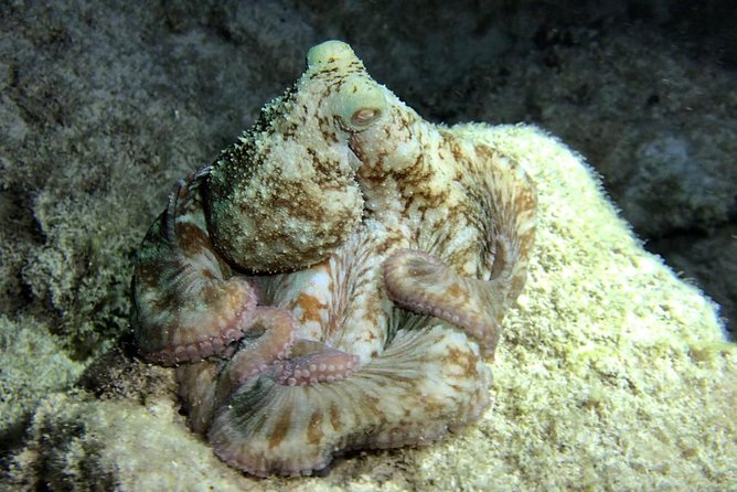 Night Snorkeling - Observation of octopus and other species - The Animals You Might See After Dark