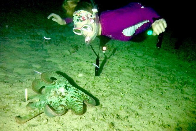 Night Snorkeling - Observation of octopus and other species - Is $77.67 a Fair Price?