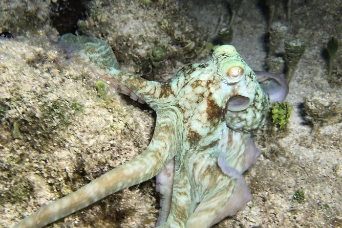 Night Snorkeling - Observation of octopus and other species - Weather, Safety, and Comfort After Sunset