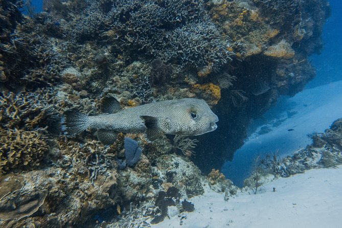 Open Water Course Cozumel - What you actually learn with the equipment