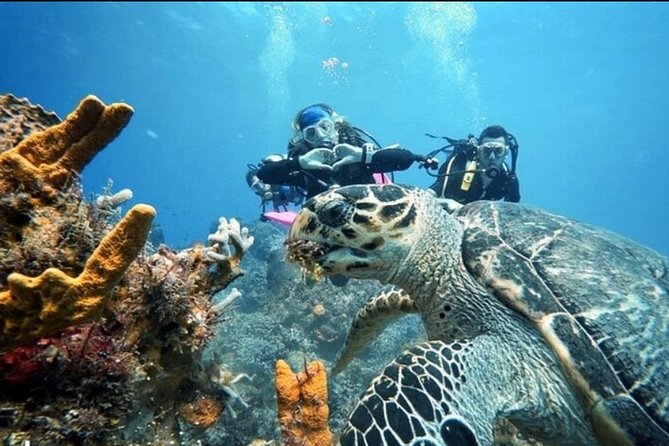 Open Water Diver Course - Timing, age, and practical planning