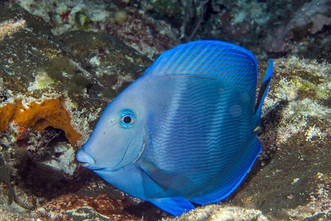 PADI Discover Scuba Diving Tour in Cozumel - The Playa del Carmen transport problem