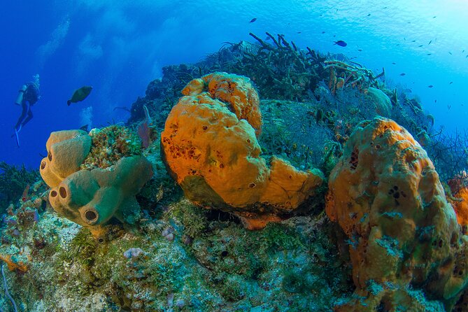 PADI Discover Scuba Diving Tour in Cozumel - What your $207 covers, and what it does not