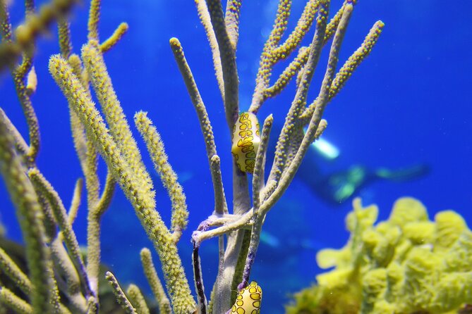 PADI Discover Scuba Diving Tour in Cozumel - The strongest part, and the main warning