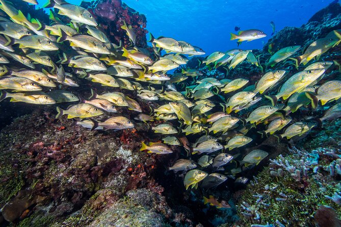 PADI Discover Scuba Diving Tour in Cozumel - What the eight-hour day really includes