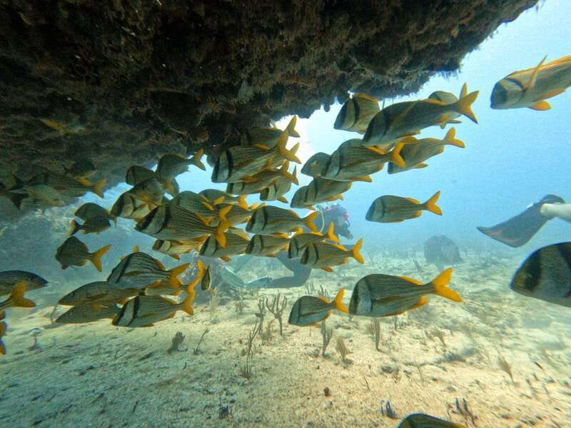 Puerto Morelos: Scuba Diving for Beginners - 2 Dives - What you may see below the surface